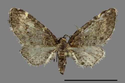 <已分類>Family：Geometridae[尺蠖蛾科][00091628]
