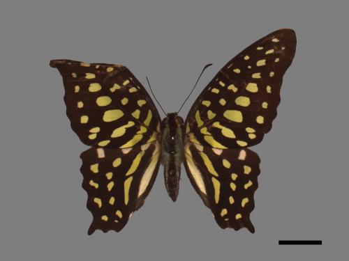 Graphium agamemnon[綠斑鳳蝶][00013856]