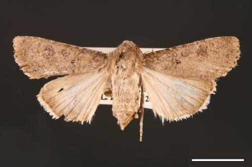 Agrotis segetum[蕪菁夜蛾][00000690]