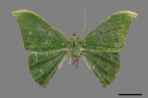 Tanaorhinus viridiluteatus[雙點鐮翅青尺蛾][00019849]