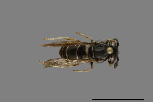 Vespula flaviceps[細黃胡蜂][00072965]