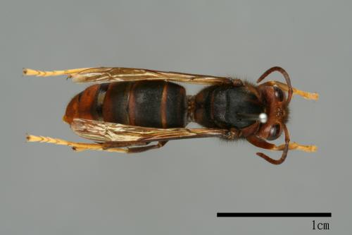 Vespa velutina[黃腳虎頭蜂][00097280]