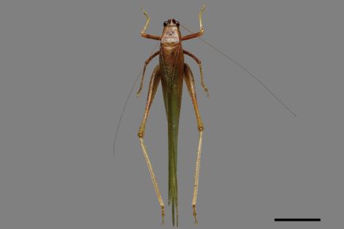 <已分類>Order：Orthoptera[直翅目][00085562]