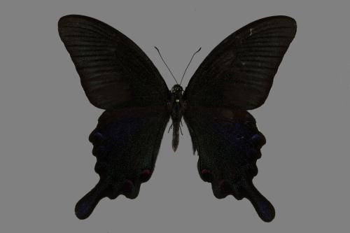 Papilio bianor thrasymedes[烏鴉鳳蝶][00093857]