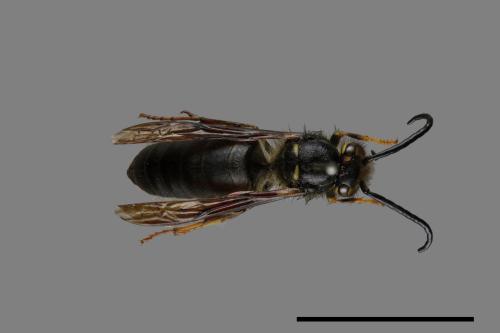 Vespula flaviceps[細黃胡蜂][00073432]
