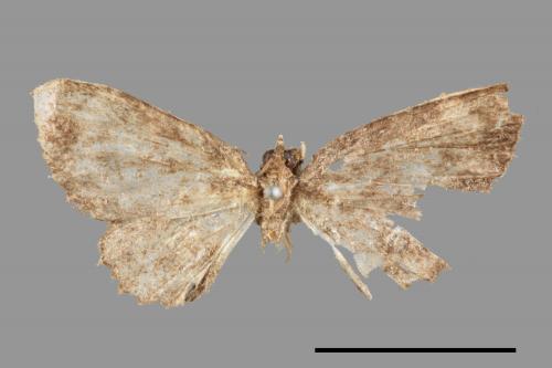 <已分類>Family：Geometridae[尺蠖蛾科][00014844]