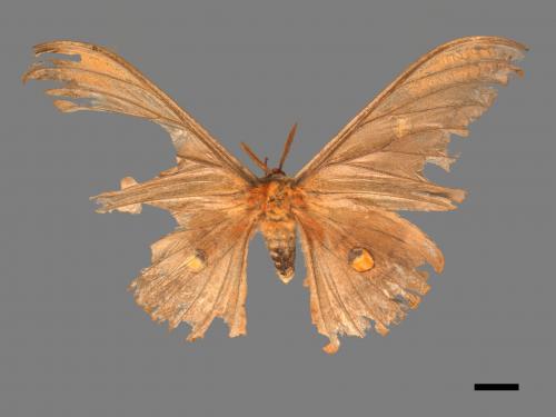 Antheraea formosana[紅目天蠶蛾][00089596]