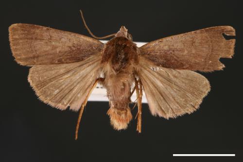 Diarsia subtincta[灰褐歹夜蛾][00000777]