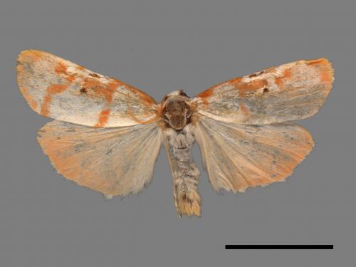Cyana hamata[優雪苔蛾][00044814]