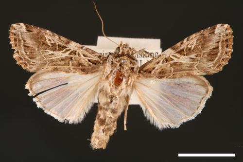 Spodoptera litura[斜紋夜蛾][00002789]