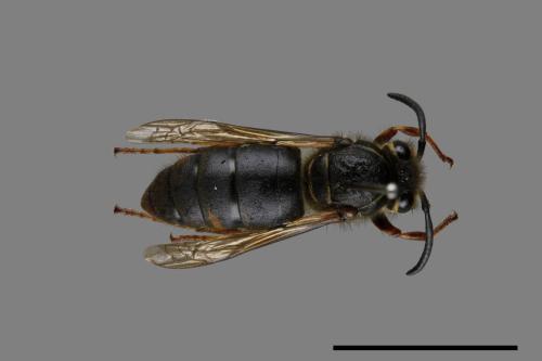 Vespula flaviceps[細黃胡蜂][00073132]