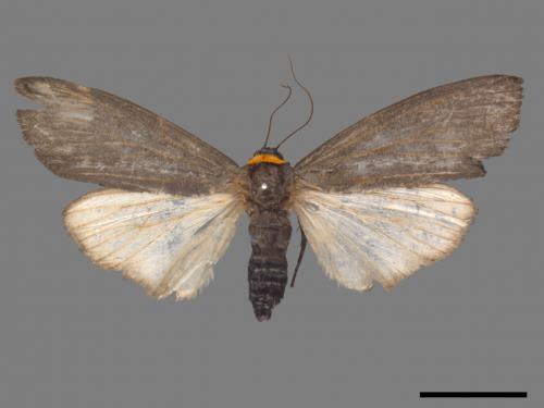 Paraona staudingeri[烏閃苔蛾][00044908]