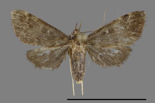 <已分類>Family：Geometridae[尺蠖蛾科][00092171]