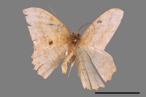 Luxiaria mitorrhaphes[雙斑鈎尺蛾][00055181]