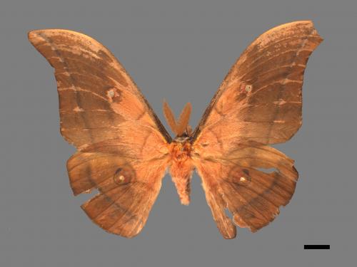 Antheraea yamamai superba[大透目天蠶蛾][00016155]