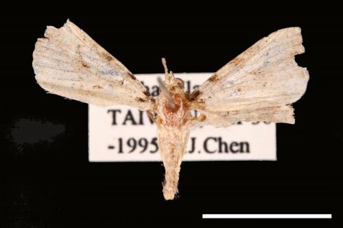 <已分類>Genus：Oglasa[00008025]