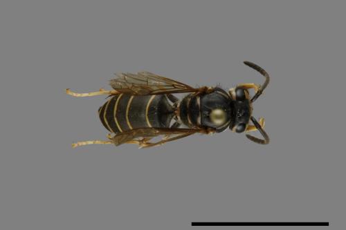 Vespula flaviceps[細黃胡蜂][00073372]