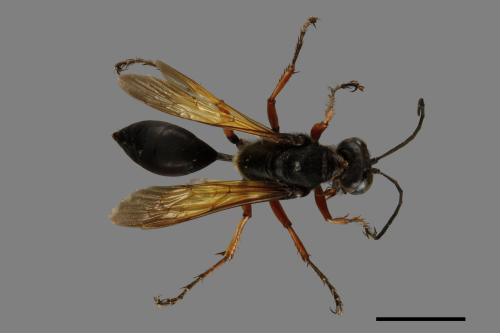 <已分類>Family：Sphecidae[細腰蜂科][00072565]