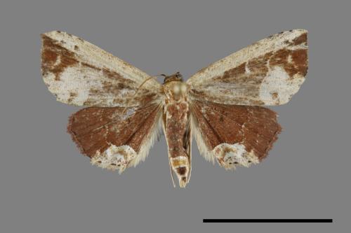 <已分類>Family：Noctuidae[夜蛾科][00093039]