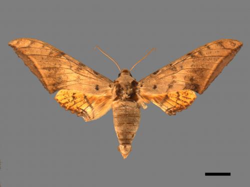 Ambulyx sericeipennis[臺灣鷹翅天蛾][00016678]