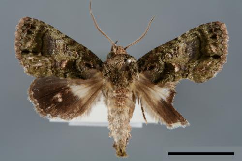 Aedia perdicipennis[00007081]
