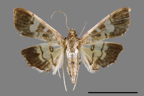 <已分類>Family：Crambidae[草螟科][00065544]