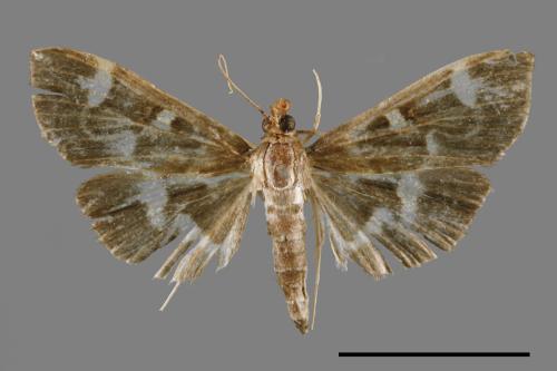 <已分類>Genus：Pleuroptya[00064053]