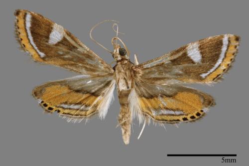 Strepsinoma hapilistalis[00065504]