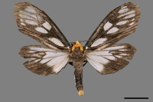 Macrobrochis gigas[巨網苔蛾][00018855]