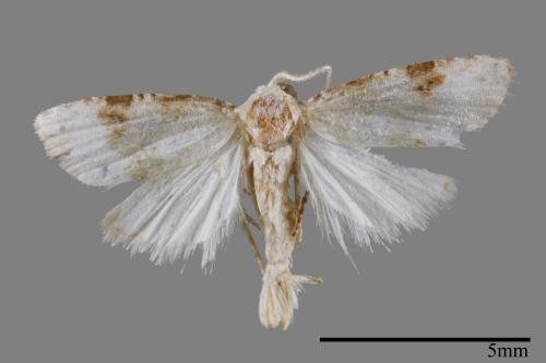 <已分類>Family：Noctuidae[夜蛾科][00011954]