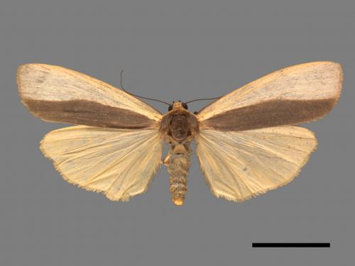 Agylla divisa[梯雙分華苔蛾][00052944]