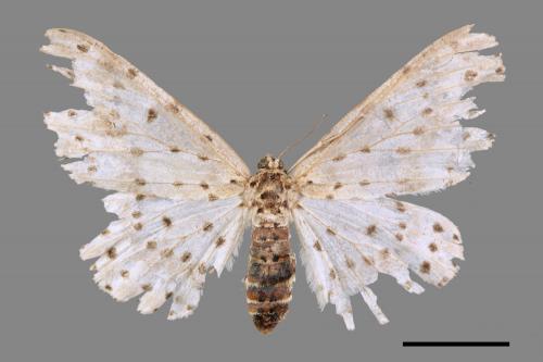 Percnia suffusa[煙胡麻斑星尺蛾][00045053]