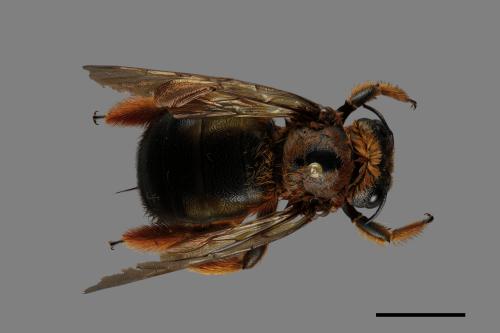 Xylocopa ruficeps[紅胸木蜂][00119300]