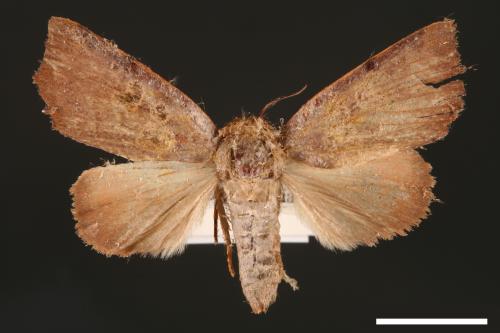 Carea trimacula[00004571]