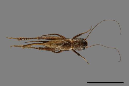 <已分類>Family：Gryllidae[蟋蟀科][00026393]