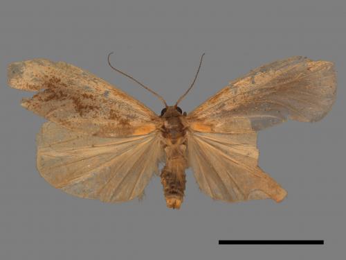 Gampola fasciata[曲苔蛾][00044729]