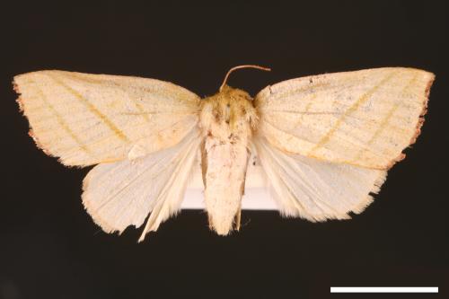 Hylophilodes esakii[00004461]