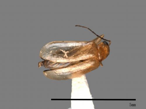 <已分類>Family：Chrysomelidae[金花蟲科][00081761]