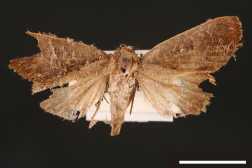 Westermannia elliptica[00004392]