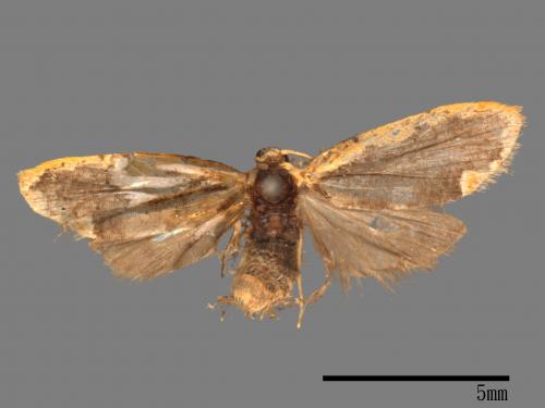 Diduga flavicostata[黃緣苔蛾][00051196]