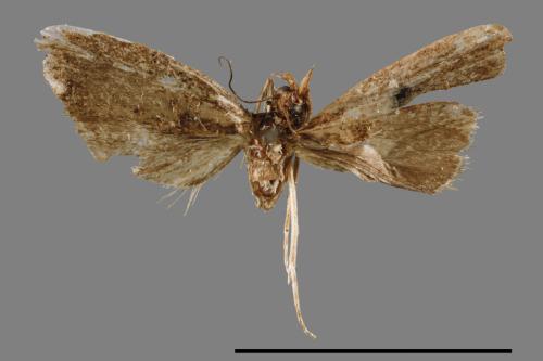 <已分類>Family：Pyralidae[螟蛾科][00014954]