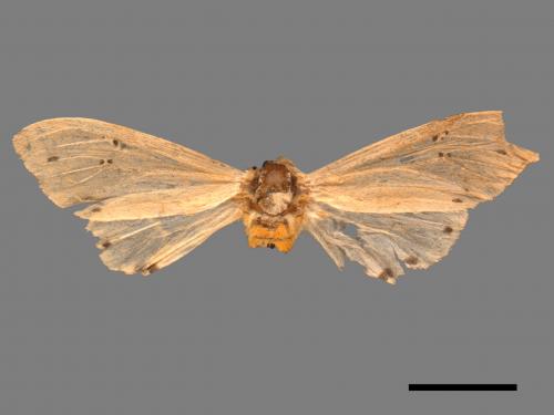 Creatonotos transiens vacillans[八點燈蛾][00089900]