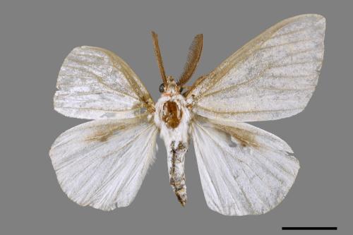 Lymantria xylina xylina[黑角舞蛾][00044509]