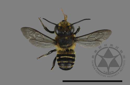 <已分類>Genus：Megachile[切葉蜂屬][00198709]