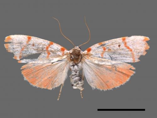 Cyana hamata[優雪苔蛾][00045854]