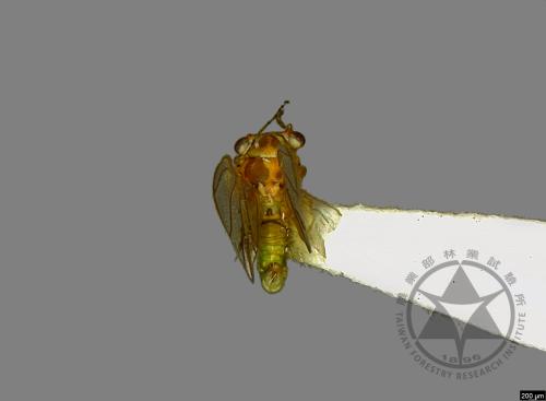 <已分類>Family：Psyllidae[木蝨科][00078160]