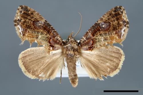 Pilipectus taiwana[00006609]