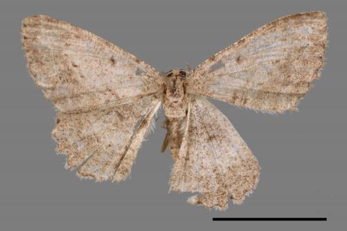 Psilalcis breta rantaizana[巒大山小尺蛾][00026027]
