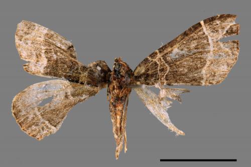 Ecliptopera umbrosaria stathera[齒紋波尺蛾][00089473]