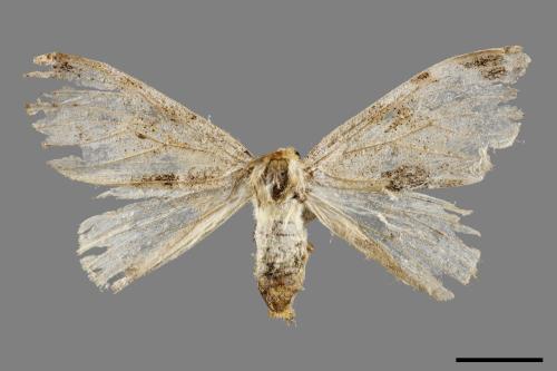 Pida decolorata maculosa[灰白毒蛾][00051744]